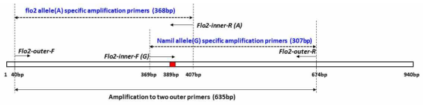 Information of Tetra-Primer ARMS-PCR region