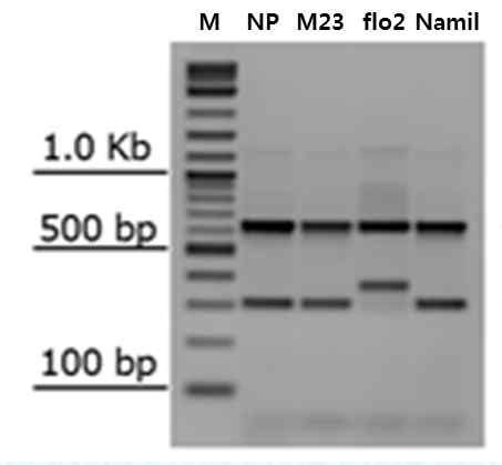 Nipponbare, Milyang23, Namil(SA)-flo2 and Namil PCR products using Flo2 Tetra-Primer ARMS-PCR