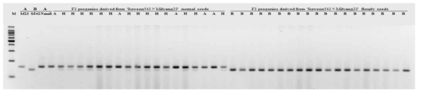 Verification of the dCAPs primer and tagginh the PPDK1 locus using a part of F2:4 individuals M: size marker (100bp), S542 (Suweon542), M23 (Milyang23)