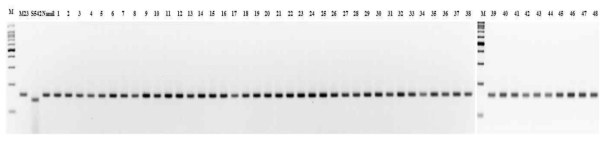 Verification of the dCAPs primer and tagging the PPDK1 locus using Korean rice cultivars 1. Anmi 2. Aranghyangchal 3. Baegjinju1 4. Baekogchal 5. Boramchal 6. Boramchan 7. Borami 8. Boseog 9. Boseogchal 10. Boseogheugchal 11. Cheongnam 12. Chindeul 13. Chucheong 14. Dabo 15. Danmi 16. Danpyeong 17. Deuraechan 18. Dodamssal 19. Dongjin 20. Dongjin1 21. Dongjinchal 22. Geonganghongmi 23. Geonyang2 24. Goami 25. Goami2 26. Goami4 27. Haepum 28. Haiami 29. Hanam 30. Hanmaeum 31. Heugjinmi 32. Heughyang 33. Heugjinju 34. Heugnam 35. Heugseol 36. Hongjinju 37. Hopum 38. Hwanggeumnuri 39. Hwaseong 40. Hwawang 41. Hwayeong 42. Hyangnam 43. Hyeonpum 44. Ilmi 45. Ilpum 46. Jeogjinju 47. Jeogjinjuchal 48. Heughyangchal