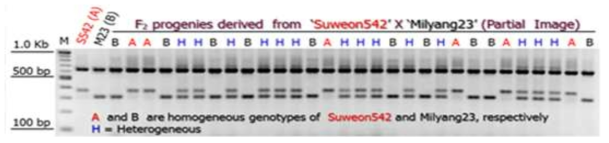 Verification of the dCAPs primer and tagginh the PPDK1 locus using a part of F2:4 individuals M: size marker, S542 (Suweon542), M23 (Milyang23)