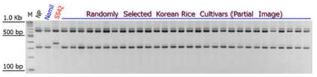 Verification of the dCAPs primer and tagging the PPDK1 locus using Korean rice cultivars