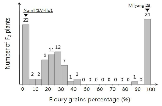 Histograms of floury grains percentage in F2:3 seeds derived from the 94 F2 progenies lines of Namil(SA)-flo1/Milyang23