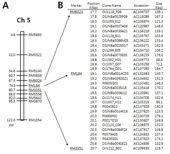 High density linkage map for the target region on rice chromosome 5, the nest of the floury endosperm gene originated from Namil(SA)-flo1. A. Linkage map skeleton of chromosome 5 with 11 SSR markers used to narrow down the putative location. Markers were applied based on F-statistics from single-locus ANOVA results (see Table 2). B. High resolution map for the target region surrounded by SSR markers was determined through e-Landings. Based on the primer sequence information of SSR markers, the corresponding 3.0 Mbp virtual contig composed of BAC/PAC clones was determined