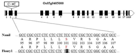 SNP on PPDK1 gene between Namil and Namil(SA)-flo1