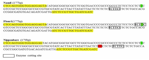 Namil, Namil(SA)-flo1 and Nipponbare PCR product sequence and restriction enzyme cutting region