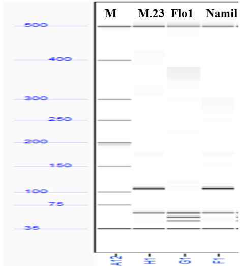 Milyang23, Namil(SA)-flo1 and Namil digestion products