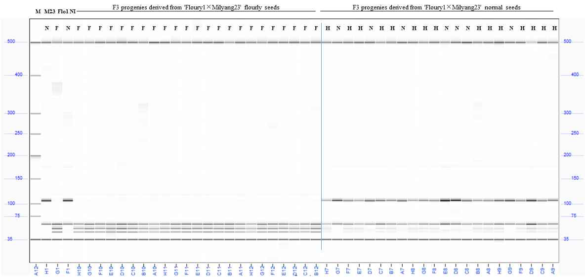 Verification of the dCAPs primer and tagginh the PPDK1 locus using a part of F2:4 individuals M: size marker (35-500 bp), M23 (Milyang23), Flo1 (Floury1), NI (Namil)