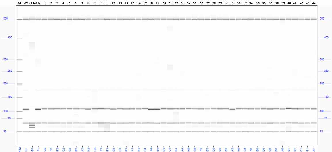 Verification of the dCAPs primer and tagging the PPDK1 locus using Korean rice cultivars M: size marker (35-500 bp), M23 (Milyang23), Flo1 (Floury1), NI (Namil) 1. Anmi 2. Aranghyangchal 3. Baegjinju1 4. Baekogchal 5. Boramchal 6. Boramchan 7. Borami 8. Boseog 9. Boseogchal 10. Boseogheugchal 11. Cheongnam 12. Chindeul 13. Chucheong 14. Dabo 15. Danmi 16. Danpyeong 17. Deuraechan 18. Dodamssal 19. Dongjin 20. Dongjin1 21. Dongjinchal 22. Geonganghongmi 23. Geonyang2 24. Goami 25. Goami2 26. Goami4 27. Haepum 28. Haiami 29. Hanam 30. Hanmaeum 31. Heugjinmi 32. Heughyang 33. Heugjinju 34. Heugnam 35. Heugseol 36. Hongjinju 37. Hopum 38. Hwanggeumnuri 39. Hwaseong 40. Hwawang 41. Hwayeong 42. Hyangnam 43. Hyeonpum 44. Ilmi