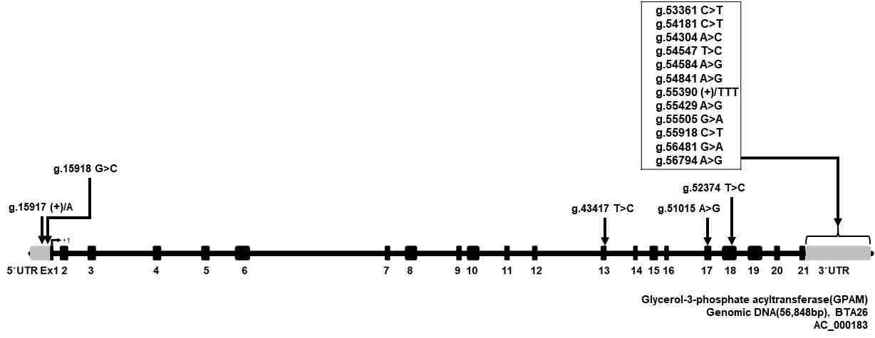 GPAT1 유전자 내 SNP들의 위치