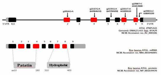 ATGL의 Genomic DNA, mRNA, and protein의 모식도