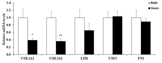 한우 수소와 거세우의 등심에서 fibrogenesis 조절 유전자들의 mRNA 발현수준 Values are mean + SE. n = 10. *: P < 0.05; *: P < 0.01