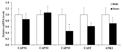 한우 수소와 거세우의 등심에서 숙성 관련 유전자들의 mRNA 발현수준 Values are mean + SE. n = 10. *: P < 0.05