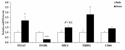 한우 수소와 거세우의 등심에서 세포외기질 수용체 및 수용체 조절 유전자들의 mRNA 발현수준 Values are mean + SE. n = 10. *: P < 0.05; ***: P < 0.001