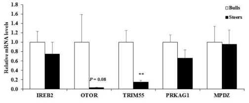 한우 수소와 거세우의 등심에서 풍미 관련 유전자들의 mRNA 발현수준 Values are mean + SE. n = 10. **: P < 0.01