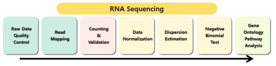 RNA seqeuncing을 통한 DEG 검출 및 pathway 분석 방식