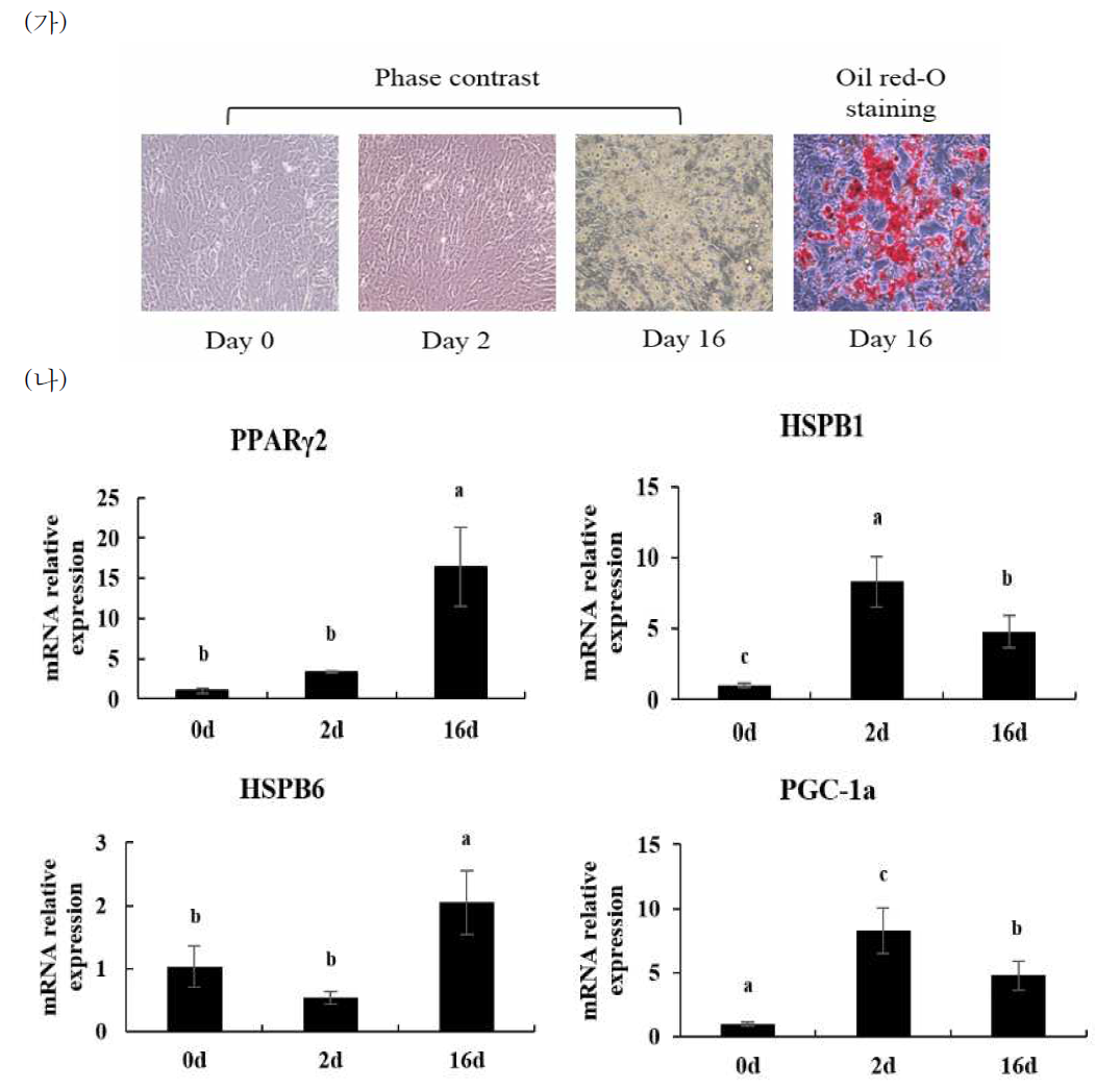 BEFS-PPARγ2 세포주의 지방분화시기에 따른 사료효율 관련 유전자의 발현량 조사 (가) 분화 전, 분화초기와 분화 후의 세포 형태와 ORO 염색 (나) 지방분화마커로서의 PPARr와 사료효율 관련 유전자인 HSPB1, HSPB6와 PGC1-a 의 mRNA 발현량