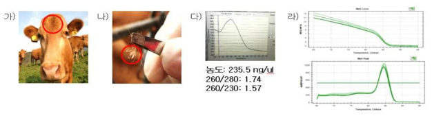 한우 모근에서 RNA 추출 방법 흐름도 (가) 모근 샘플링 위치 (나) 모근 (다) 모근 RNA quality (라) Real-time PCR 결과