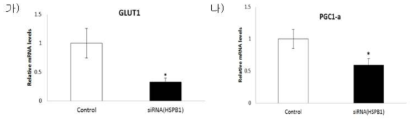 BEFS-MyoD 세포주의 분화 시 HSPB1 Kock-down 후 다른 사료효율 유전자들의 mRNA 발현량 (가) GLUT1 mRNA 발현량 (나) PGC1-a mRNA 발현량 Means ± SD (n = 3, *P < 0.05)