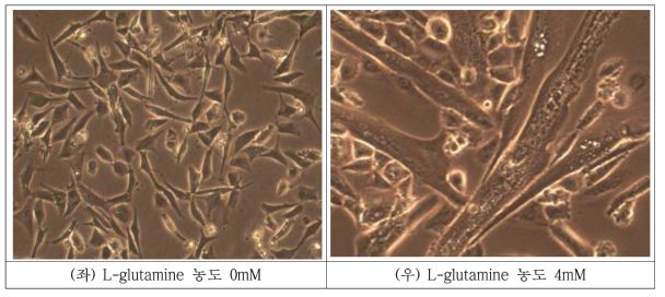 L-glutamine 처리에 따른 BEFS-MyoD 세포주의 세포 분화형태 변화 비교 (좌) 0 mM L-glutamine 처리 BEFS-MyoD 세포주의 6일간 분화된 세포 (우) 4 mM L-glutamine 처리 BEFS-MyoD 세포주의 6일간 분화된 세포