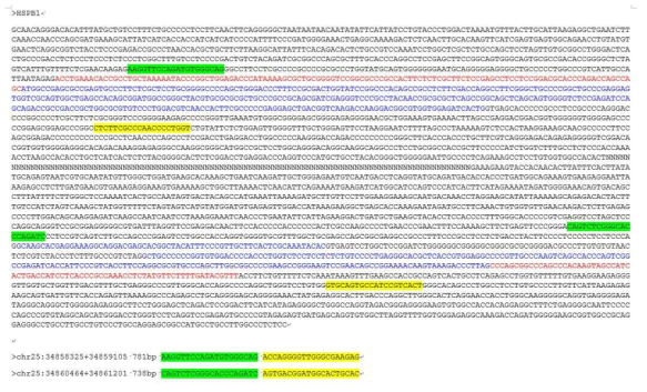 HSPB1 유전자에서 SNP 발굴을 위한 primer 정보