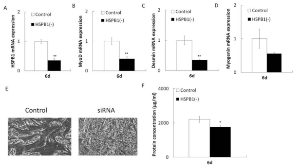 BEFS-MyoD 세포 분화 시 4 mM L-glutamine을 처리한 상태에서 HSPB1 Knock-down 후 근육분화 및 단백질 합성에 미치는 영향 (A) HSPB1 mRNA 발현량, (B) MyoD mRNA 발현량, (C) Desmin mRNA 발현량, (D) MyoD mRNA 발현량, (E) 분화 6일차의 세포 상태, (F) 세포 내 단백질 농도 Means ± SD (n = 3, *: P < 0.05, **: P < 0.01