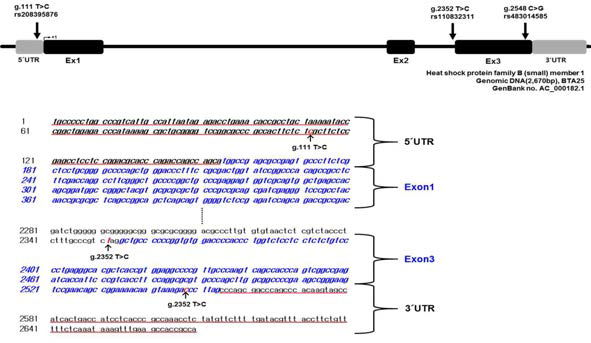 한우 거세우 HSPB1 유전자 서열 내에 존재하는 SNP