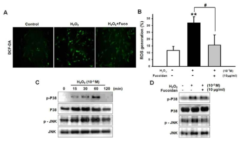 후코이단에 의한 세포 내 활성산소종 생성과 p38 MAPK, JNK 활성 억제 효과