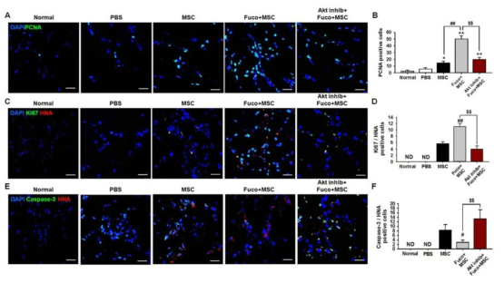 후코이단의 Akt 의존적 중간엽 줄기세포 증식 및 생존 촉진 효과
