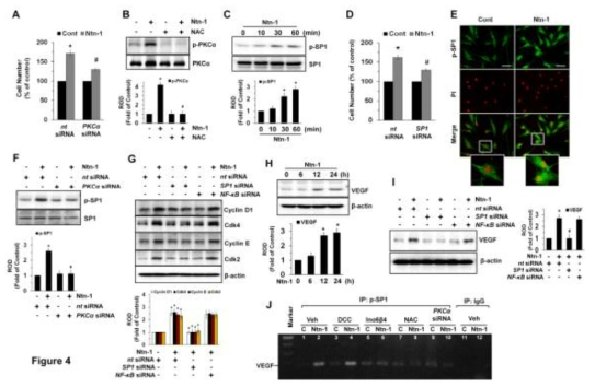 네트린-1이 SP1 활성화 및 VEGF 발현에 미치는 영향