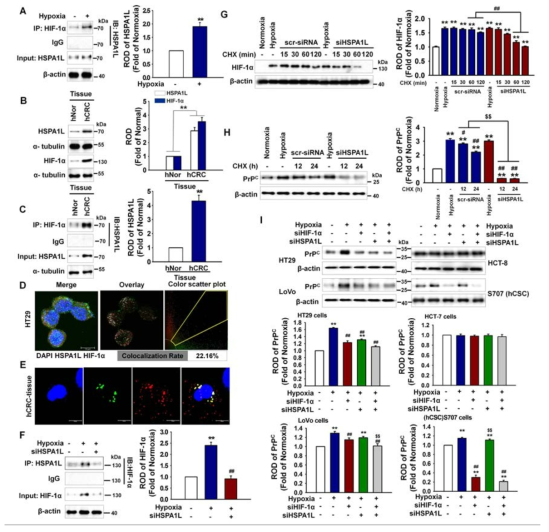 HSPA1L가 HIF-1α 안정화와 프리온 단백질조절에 주는 영향