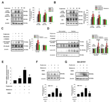 멜라토닌유도 Akt/NF-κB활성이 PINK1발현조절에 미치는 영향