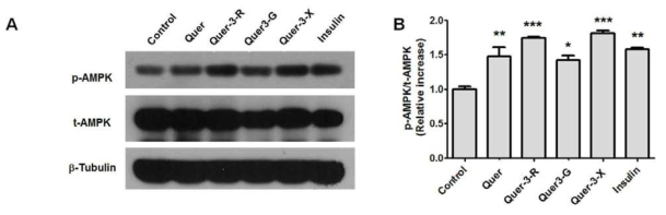 Effects of natural flavonoid and its glycosylated derivatives on activation of AMPK in 3T3-L1 adipocytes. (A) Protein expressions of p-AMPK, t-AMPK and -tubulin were determined by Western blot analysis and (B) densitometrically analyzed against protein level of t-AMPK after 24 h-exposure with 20 μM natural flavonoid and its glycosylated derivatives. Data are expressed as means SEM. *P < 0.05, **P < 0.01, ***P < 0.001 vs Control