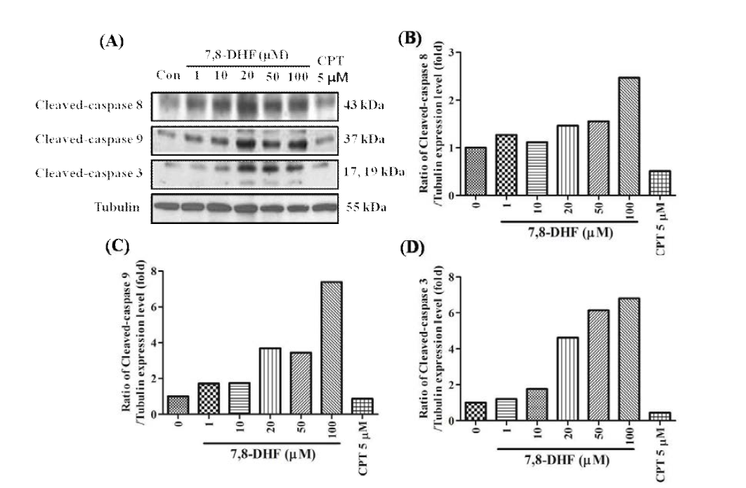 Effects of 7,8-Dihydroxyflavone (7,8-DHF) on the expression of apoptotic proteins. (A) Cells were collected 24 h after 7,8-Dihydroxyflavone treatment and processed for western blotting analysis of cleaved-caspase 8, cleaved-caspase 9, and cleaved-caspase 3. Tubulin was used as a loading control. (B, C, and D) The data are expressed as the fold change normalized to control cells. Data = mean ± SD, n=3. *p<0.05; **, p<0.01; ***, p<0.001, Student´ s t-test compared to control (0 μM)