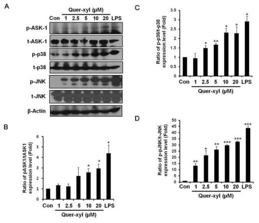 Effects of Quer-xyl on the activation of the ASK1/MAPKs pathway in RAW 264.7 cells. (A) Whole cell lysates were collected after treatment with increasing concentrations of Quer-xyl for 24 h. Total ASK1 (t-ASK1), p38 (t-p38) and JNK (t-JNK) were used as a loading control for the western blot analysis of phosphorylated ASK1 (p-ASK1), p38 (p-p38) and JNK (p-JNK). LPS (0.1 μg/ml) was used as a positive control. The levels of (B) p-ASK1, (C) p-p38 and (D) p-JNK are expressed as the ratio of the phosphorylated proteins to the corresponding total protein according to densitometric analysis. Data = mean ± SD, n=3. *, p<0.05; **, p<0.01; ***, p<0.001, Student’s t-test compared to the untreated control (Con)