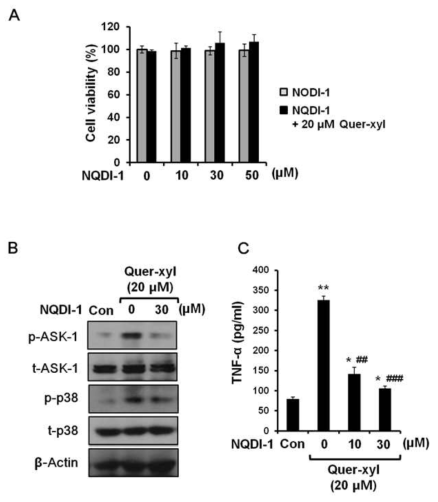 Quer-xyl stimulates RAW264.7 cells via the ASK1/MAPK pathway. (A) Cell viability was assessed by an MTT assay after cells were pre-treated with the indicated doses of the NQDI-1 for 2 h and then incubated with or without Quer-xyl (20 μM) for 24 h. The data are expressed as the percentage normalized to the untreated control (Con, 0 μM). The cells were pre-treated with NQDI-1 (30 μM) for 2 h and then exposed to Quer-xyl (20 μM) for 24 h. (B) The levels of p-ASK1, t-ASK1, p-p38 and t-p38 were determined via western blot analysis and (C) the levels of TNF-α in the culture supernatants were determined by ELISA. Data = mean ± SD, n=3. *, p<0.05; **, p<0.01, Student’s t-test compared to the control; ##, p<0.01; ###, p<0.001 Student’s t-test compared to the Quer-xyl-treated cells