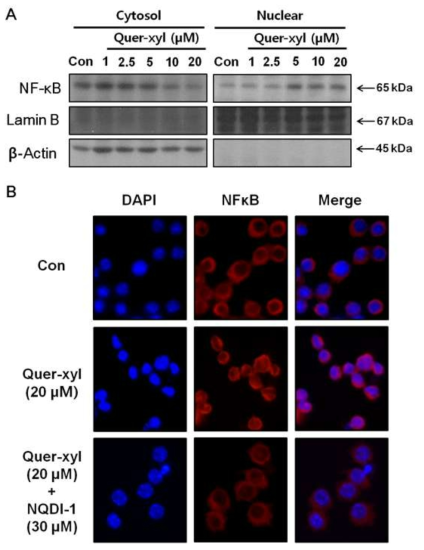 Effects of Quer-xyl on the activation of the NFκB pathway. (A) The activation of NFκB was assessed by western blot analysis using nuclear or cytosolic fractions after treatment with the indicated doses of Quer-xyl for 24 h. Lamin B and β -Actin were used as loading controls for the nuclear fraction and cytosolic fraction, respectively. (B) The cells were pre-treated with NQDI-1 (30 μM) for 2 h and then exposed to Quer-xyl (20 μM) for 24 h. The cells were fixed in 4% formaldehyde in PBS, stained with DAPI solution and anti-NFκB p65 (Rhodamine) antibody. The immunostained cells were then mounted with medium containing DAPI and visualized under fluorescence microscopy (X200)