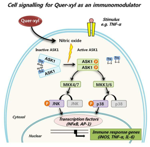 Proposed molecular mechanisms for the immunostimulating activity of Quer-xyl in murine RAW264.7 macrophages