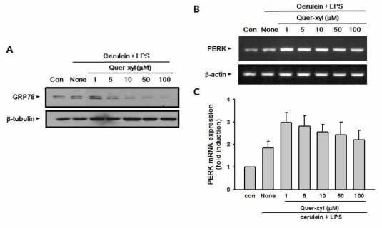 Effect of Quercetin-O-xyloside (Quer-xyl) on protein expression of GRP78 and PERK in pancreatic acinar AR42J cells treated with cerulein plus LPS. (A) AR42J cells were treated with 10-7 M cerulein and 10 μg/ml LPS in presence of or absence of Quercetin-O-xyloside for 8 h (GRP78) or 1 h (PERK). Protein expression of GRP78 was determined by western blot analysis. (B) mRNA expression of PERK was determined by RT-PCR and (C) densitometrically analyzed against the mRNA level of β-actin