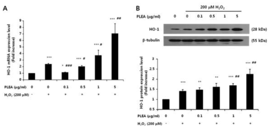 Effects of PLEA on the H2O2-induced expression of HO-1 in SK-N-MC cells. Cells were pretreated with PLEA for 2 h and then treated with H2O2 for 6 h. The level of HO-1 mRNA expression was monitored with real-time quantitative PCR analysis. (A) The effects of PLEA on H2O2- induced HO-1 mRNA expression levels. HO-1 mRNA expression was normalised to the 18SrRNA expression level, which was used as an internal reference. (B) HO-1 protein expression was confirmed by Western blot analysis. The density of protein bands was quantified using Image J. The results were obtained from three separate experiments and expressed and expressed as the means ± SD (n=3). *p< 0.05; **p< 0.01; ***p< 0.001 vs. H2O2 untreated cells;#p< 0.05; ##p< 0.01; ###p< 0.001 vs. the cells treated with H2O2 only