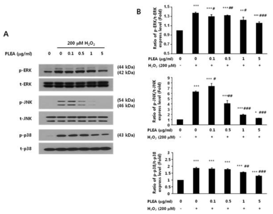 Effects of PLEA on H2O2-induced activation of the MAPK pathway (ERK, JNK, and p38) in SK-N-MC cells. Cells were pretreated with PLEA for 2 h and then exposed to H2O2 (200μM) for 3 h. (A) The levels of activated MAPK pathway members (ERK, JNK, and p38) were measured by Western blot analysis. (B) The density of each protein band was quantified using Image J. The phospho-ERK (p-ERK), phospho-JNK (p-JNK), and phospho-p38 (p-p38) levels were normalised to the total ERK (t-ERK), total JNK (t-JNK), and total p38 (t-p38), respectively. The data are expressed as the means ± SD (n=4). *p< 0.05; **p< 0.01; ***p< 0.001 compared with H2O2-untreated cells;#p< 0.05; ##p< 0.01; ###p< 0.001 compared with the cells treated with H2O2 only