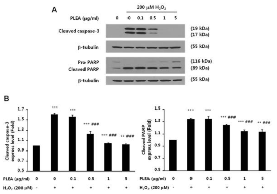 Effects of PLEA on H2O2-induced activation of caspase-3 and PARP in SK-N-MC cells. Cells were pretreated with PLEA and then exposed to H2O2. (A) The cleaved caspase-3 and cleaved PARP protein levels were determined by Western blot analysis. (B) The density of protein bands was quantified using ImageJ. The cleaved caspase-3 and cleaved PARP levels were normalised to the β-tubulin level. The data are expressed as the means ± SD (n=4). *p< 0.05; **p< 0.01; ***p< 0.001 compared with H2O2-untreated cells;#p< 0.05; ##p< 0.01; ###p< 0.001 compared with the cells treated with H2O2 only