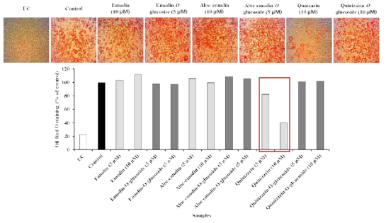 Effect of anthraquinones on lipid accumulation in 3T3-L1 cells. Cells were cultured with or without anthraquionoes in the absence or presence of MDI differentiation medium for 8 days. (A) Cells were stained with Oil Red O staining solution, and the Oil Red O-positive regions in the adipocytes were visualized under a light microscope (X 100). (B) The stained lipid droplets were solubilized with isopropanol and the absorbance was read at 500 nm using a microplate reader. Values represent the means ± SD, n=3. *P < 0.05; **P < 0.01; ***P < 0.001, Student’s t-test compared to Con (anthraquinone-untreated, differentiated control)