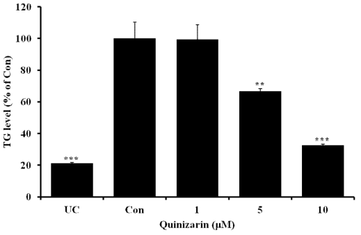 Effect of quinizarin on tiglyceride (TG) level in 3T3-L1 cells. Cells were cultured with or without quinizarin (0, 1, 5, and 10 μM) in the absence or presence of MDI differentiation medium for 8 days. The cellular TG contents were measured using a commercial TG assay kit. Values represent the means ± SD, n=3. *P < 0.05; **P < 0.01; ***P < 0.001, Student’s t-test compared to Con (quinizarin-untreated, differentiated control)