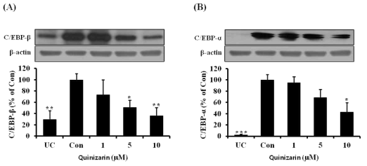 Effects of quinizarin on the expressions of adipogenic markers, C/EBP-β and C/EBP-α in 3T3-L1 cells. Cells were treated with or without quinizarin (0, 1, 5, and 10 μM) and cultured in the absence or presence of MDI differentiation medium for 8 days. (A, B) Cell lysates were subjected to SDS-PAGE and Western blot analysis for C/EBP-β, and C/EBP-α. Each value was normalized to β-actin and is expressed as means ± SD, n=3. *P < 0.05; **P < 0.01; ***P < 0.001, Student’s t-test compared to Con (quinizarin-untreated, differentiated control)