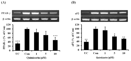 Effects of quinizarin on the expressions of adipogenic markers, PPAR-γ and aP2 in 3T3-L1 cells. Cells were treated with or without quinizarin (0, 1, 5, and 10 μ M) and cultured in the absence or presence of MDI differentiation medium for 8 days. (A, B) mRNA expression levels of the indicated gene were determined by RT-PCR. Each value was normalized to β-actin and is expressed as means ± SD, n=3. *P < 0.05; **P < 0.01; ***P < 0.001, Student’s t-test compared to Con (quinizarin-untreated, differentiated control)