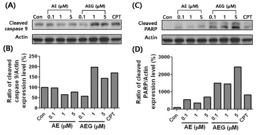 Effects of Aloe emodin (AE)  actin was used as a loading control. (B and D) The data were expressed as the percent normalized to untreated control