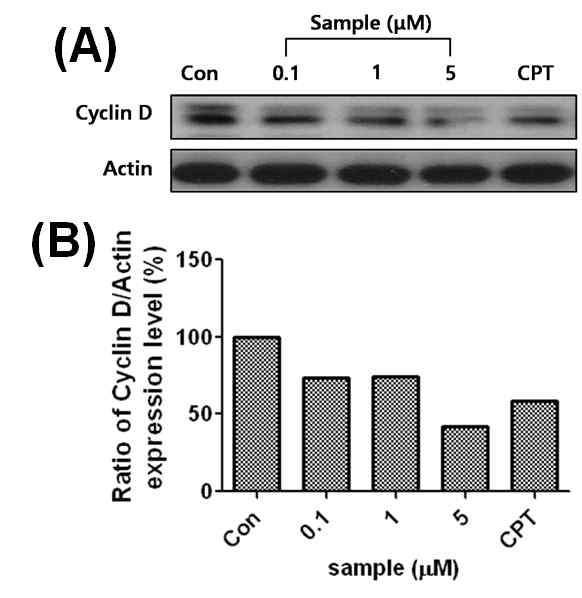 Effects of Aloe emodin-O-glucoside (AEG) on expression of cyclin D in A549 cells. (A) Cells were collected at 48 h after AEG treatment and processed for western blotting analysis for cyclin D; actin was used as a loading control. Camptothecin (CPT, 2 μM) was used as a positive control. (B) The data were expressed as the percentage normalized to untreated control