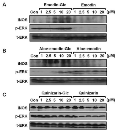 Effects of anthraquinones and their glycosylated derivatives on the expression of iNOS and activation of ERK. Cells were incubated with anthraquinones and their glycosylated derivatives and the levels of phosphorylated ERK were then monitored by western blot analysis