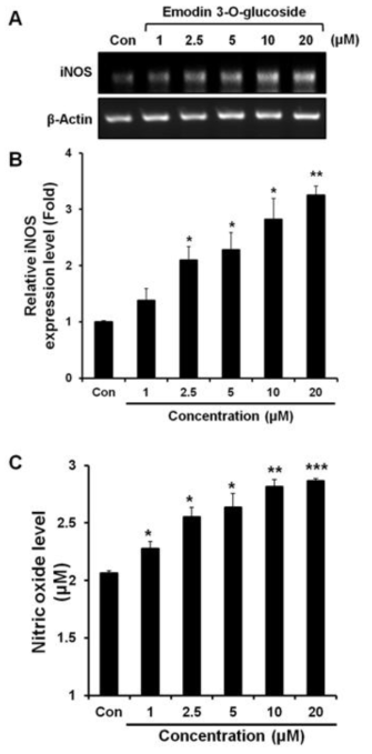 Effects of Emodin 3-O-glucoside on the iNOS expression and NO production. (A) Cells were collected after 24 h of treatment with Emodin 3-O-glucoside and processed for RT-PCR analysis of iNOS. Actin was used as a loading control. (B) The data are expressed as the fold change normalized to the Con. (C) Cells were incubated with the indicated doses of Emodin 3-O-glucoside for 24 h. NO production levels in the culture supernatants were measured using Griess reagent